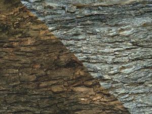 Мод Текстура «Светлые и темные бревна» версия 1.0 для SpinTires (v03.03.16)