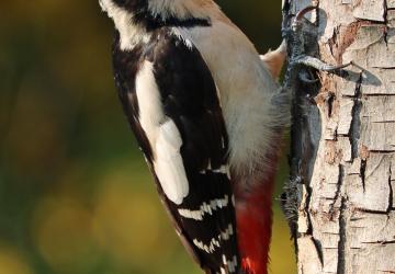 Мод Звуки дятла для точки разведки версия 1 для SpinTires (v03.03.16)